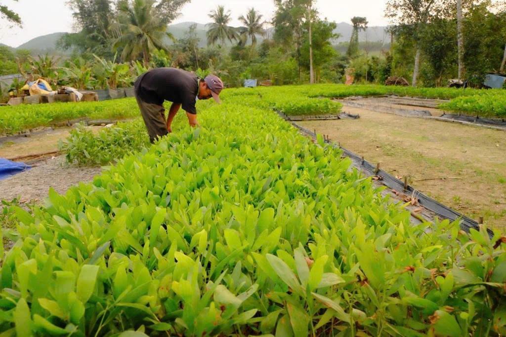 Đà Nẵng triển khai đề án bảo vệ, phát triển rừng vùng ven biển