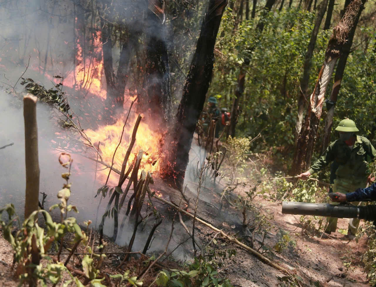 Hà Tĩnh: Yêu cầu dừng ngay việc dùng lửa để xử lý thực bì
