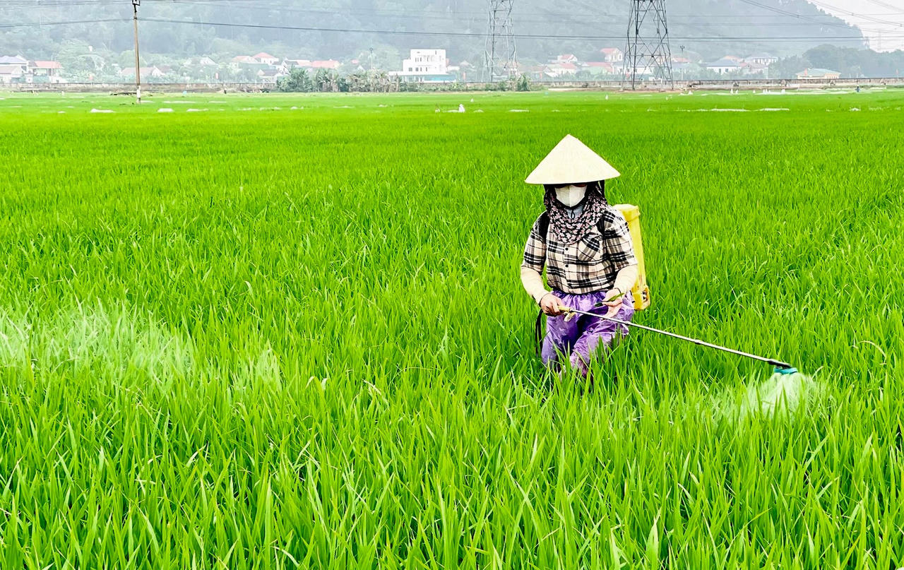 Lúa vụ Đông - Xuân ở Quảng Trị đang trổ bông thì gặp dịch hại diễn biến phức tạp