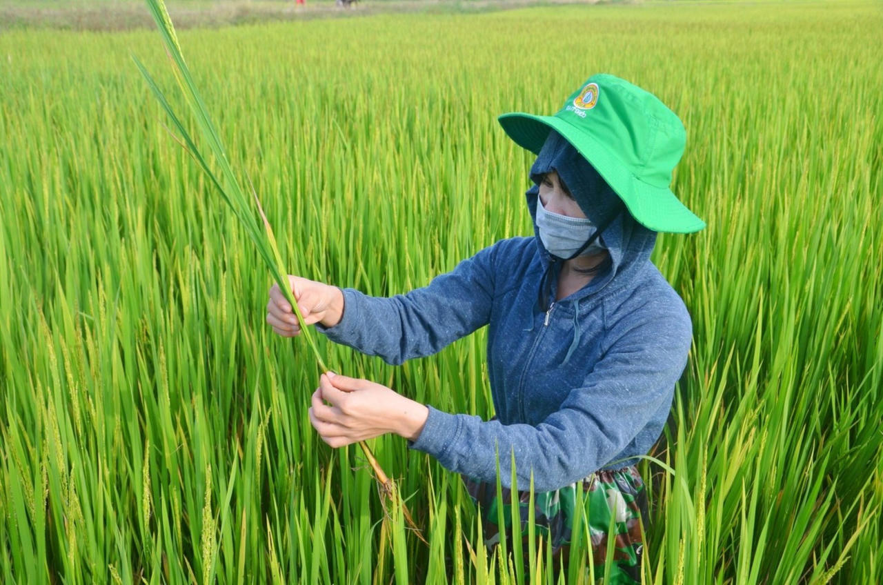 Nông dân tỉnh Quảng Trị kiểm tra lúa Đông - Xuân đang trổ bông.