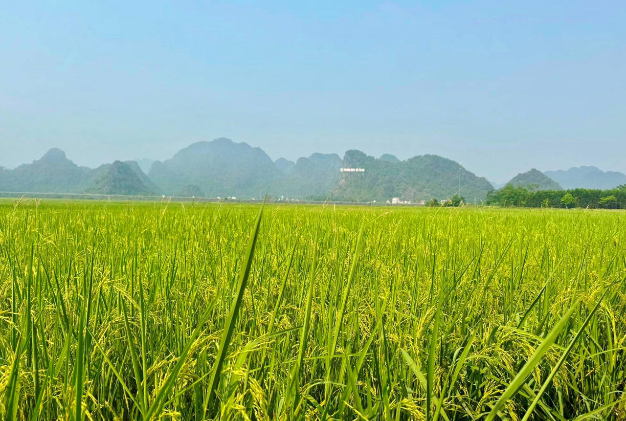 Cánh đồng lúa vụ Đông - Xuân đang trổ đòng ở thôn Cù Lạc 1, xã Phong Nha, tỉnh Quảng Trị.