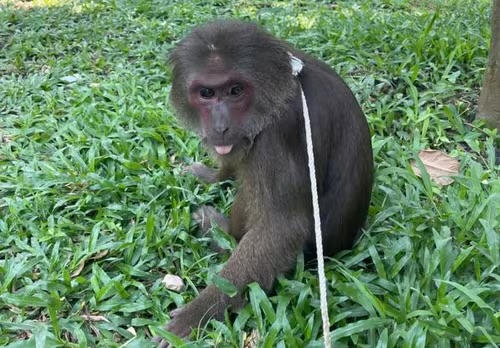 Khỉ mặt đỏ đi lạc vào chùa ở Huế