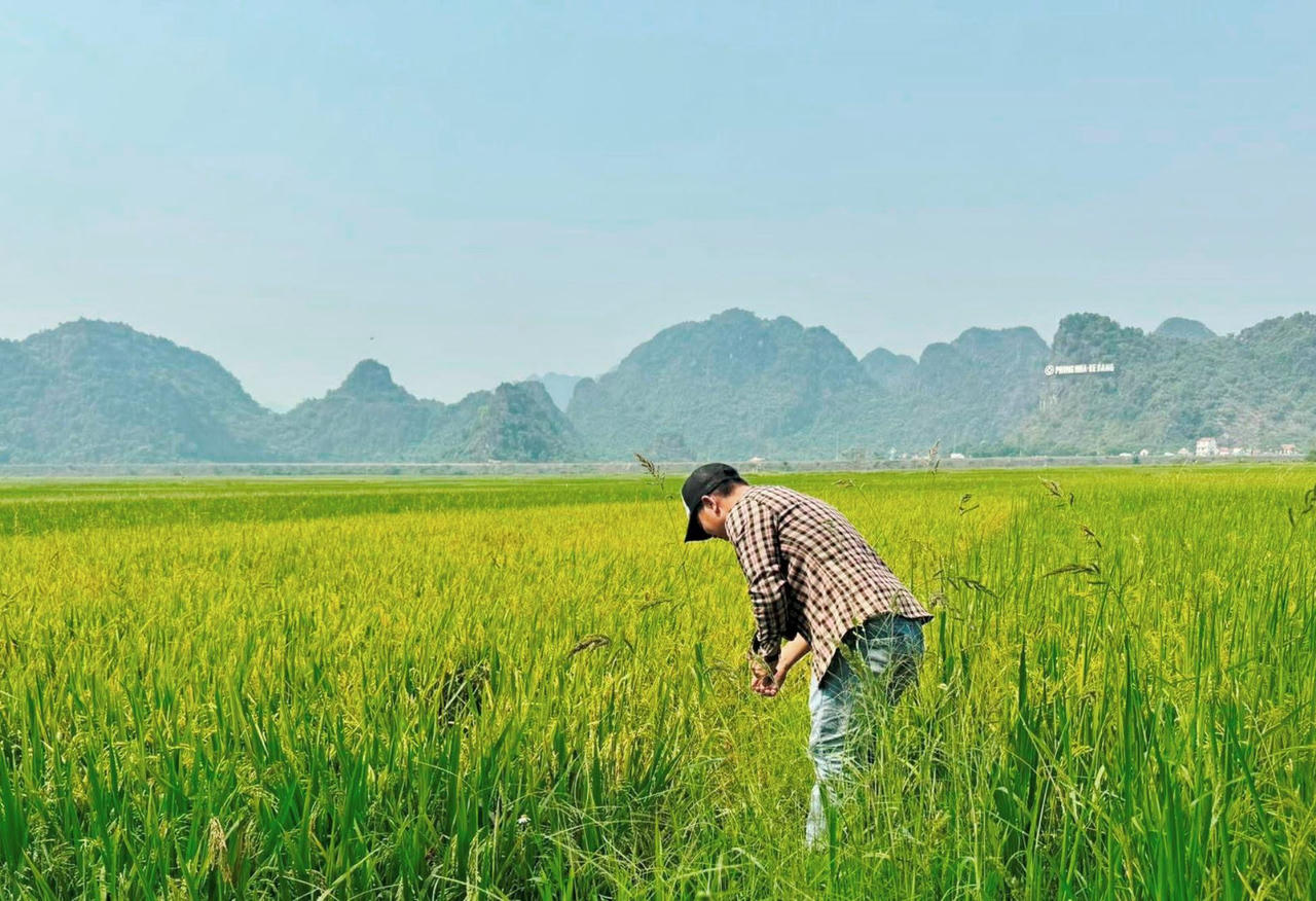 Cánh đồng lúa vụ Đông - Xuân đang trổ đòng ở thôn Cù Lạc 1, xã Phong Nha, tỉnh Quảng Trị.