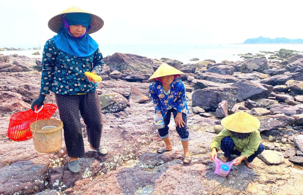 Nghề đục hàu, một công việc nhọc nhằn, tiềm ẩn nhiều hiểm nguy nhưng đã gắn bó với những phụ nữ này suốt nhiều năm tháng.