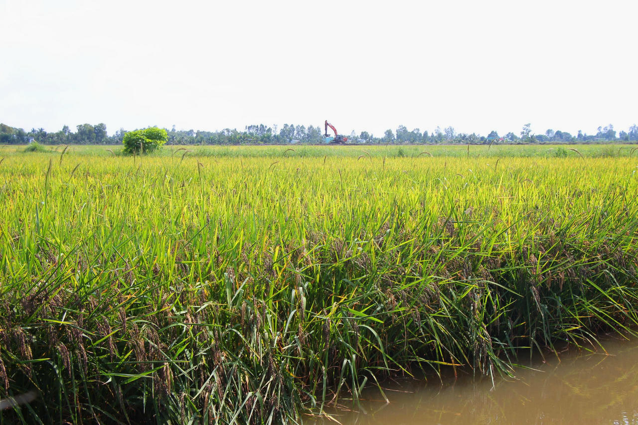 Cuộc thi Gạo ngon vùng ĐBSCL là bước đi quan trọng nhằm tôn vinh giá trị hạt gạo chất lượng cao, an toàn thực phẩm và thân thiện môi trường của vùng sản xuất lúa trọng điểm lớn nhất cả nước.