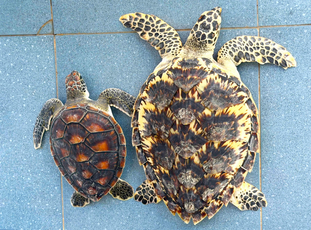 Cá thể Đồi Mồi (bên phải) và cá thể Vích (bên trái) được ngư dân phát hiện mắc vào giàn lưới trên biển.