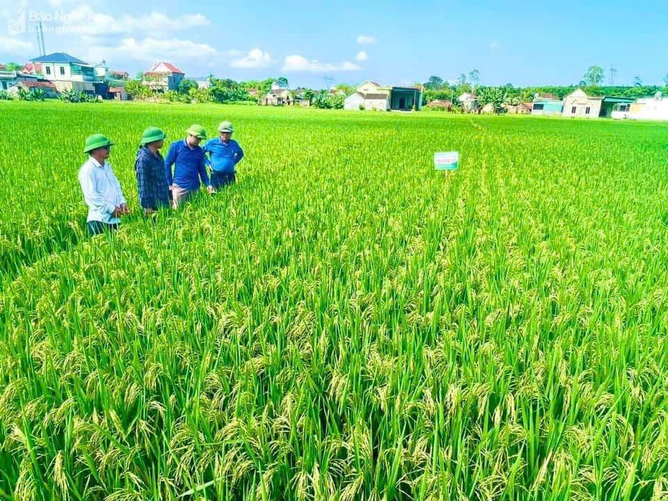 Tín dụng chính sách - 'đòn bẩy' giúp vùng đồng bằng, ven biển Quỳnh Lưu đổi thay