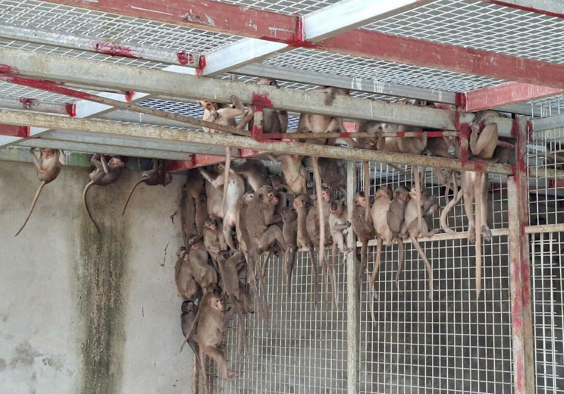 Số động vật quý hiếm thu giữ được trên xe ô tô chở từ Nam ra Bắc tiêu thụ.&nbsp;