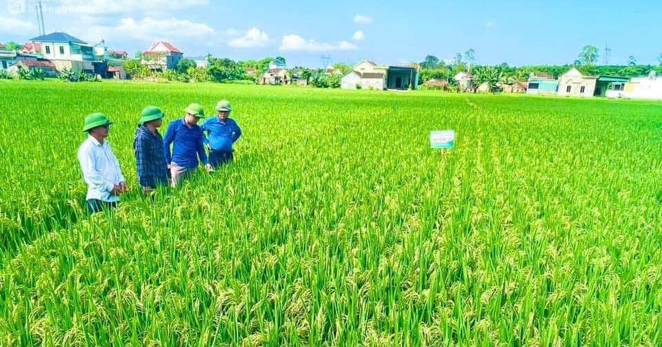 Tín dụng chính sách - 'đòn bẩy' giúp vùng đồng bằng, ven biển Quỳnh Lưu đổi thay