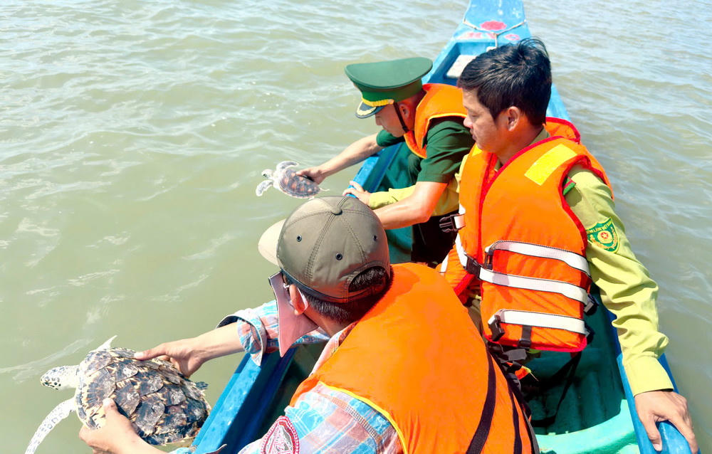 Đồn Biên phòng Tam Giang Tây thả các cá thể rùa biển quý hiếm về môi trường tự nhiên