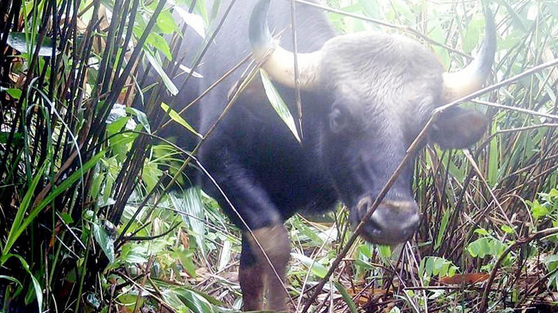 Phát hiện đàn bò tót quý hiếm tại Vườn quốc gia Chư Mom Ray 