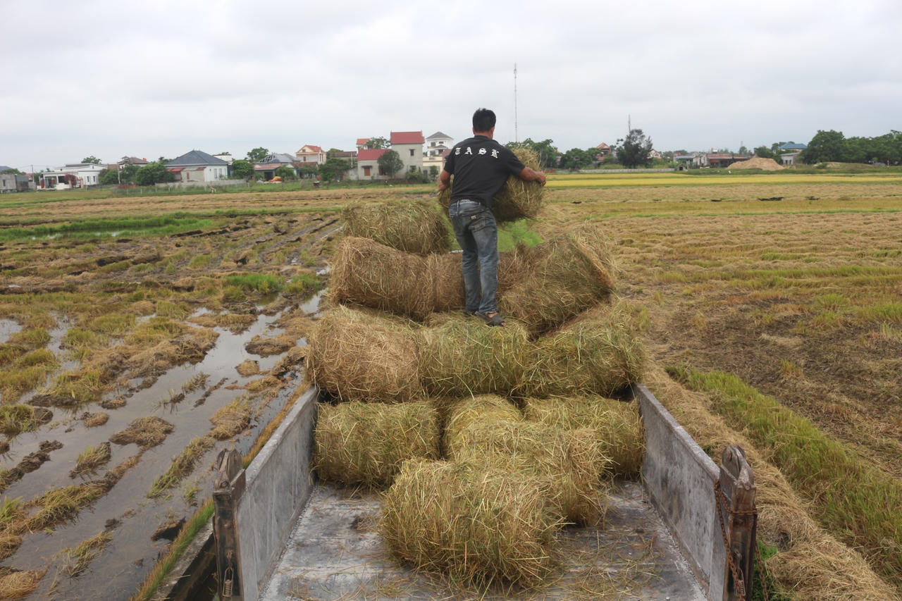 Rơm cuộn được bốc xếp lên xe, vận chuyển từ đồng ruộng về các điểm tập kết phục vụ chăn nuôi.