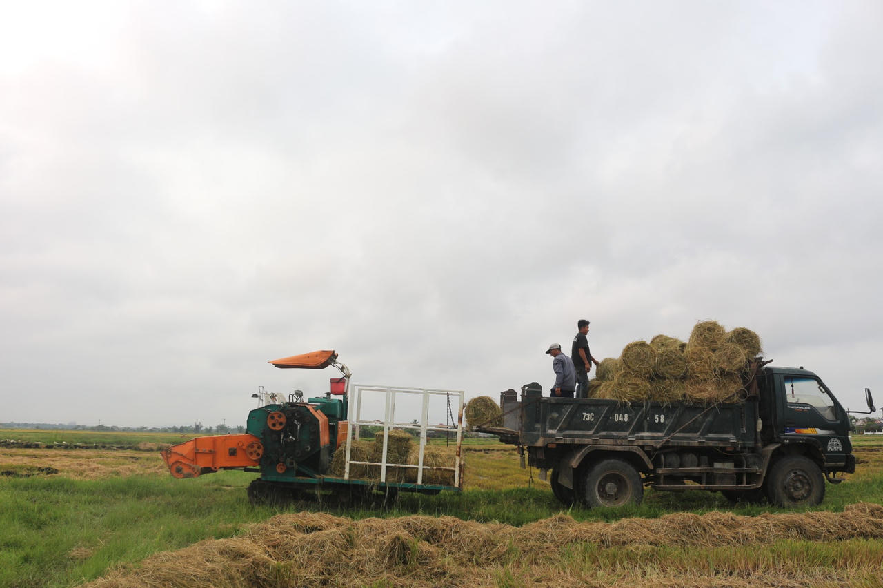Rơm cuộn được thu gom, bốc xếp lên xe vận chuyển về điểm tập kết của doanh nghiệp, hình thành chuỗi liên kết từ đồng ruộng đến trang trại chăn nuôi.