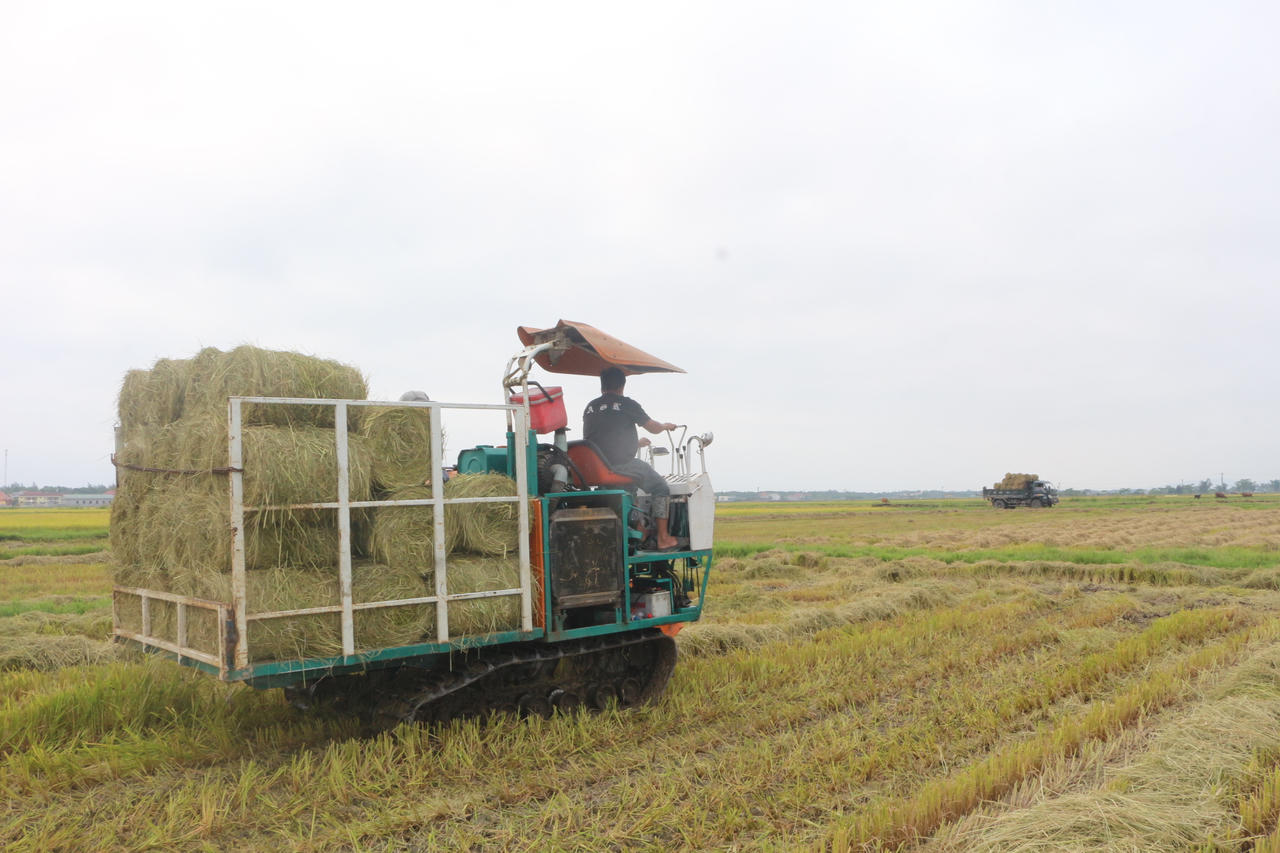 Thu gom rơm rạ sau thu hoạch bằng máy cuộn rơm, hình thành chuỗi liên kết từ đồng ruộng đến trang trại chăn nuôi.