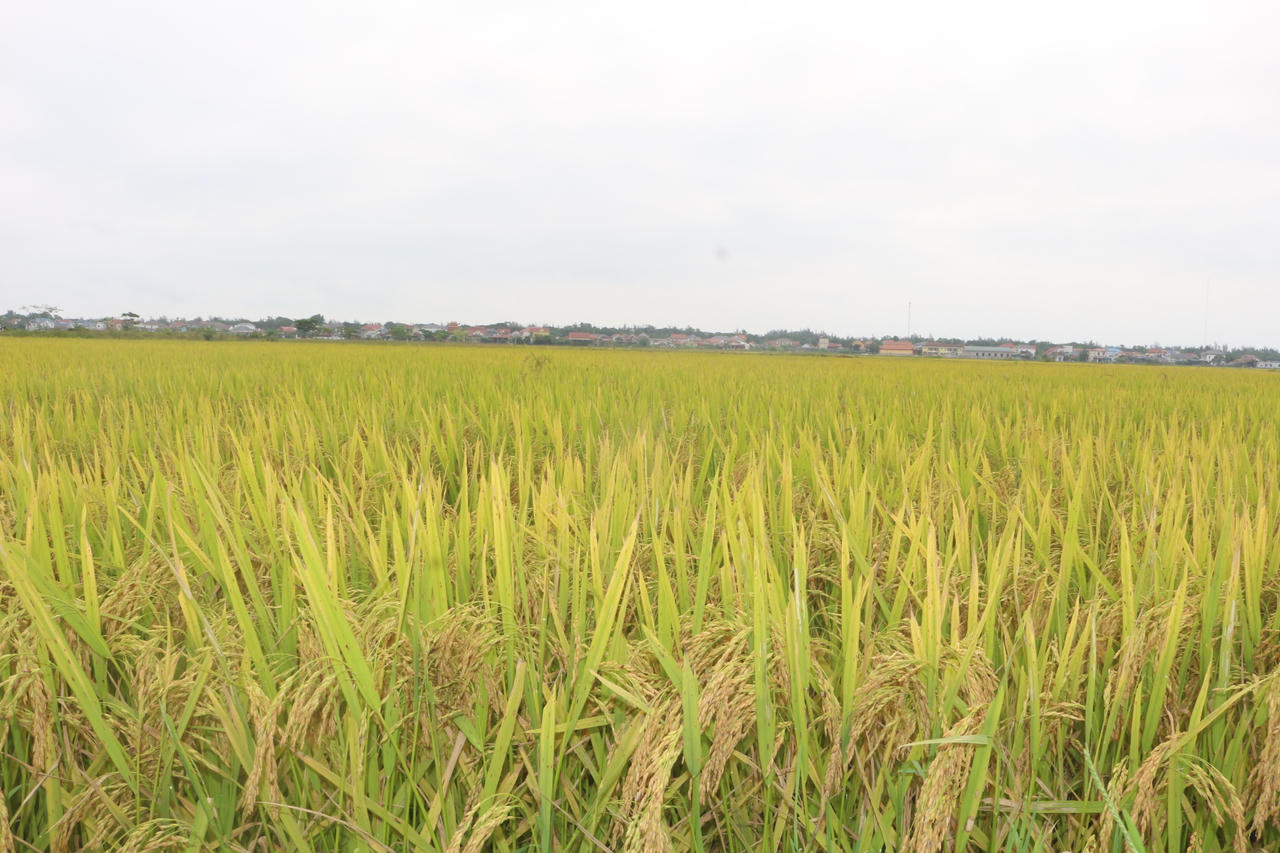 Trên cánh đồng lúa Thanh Lương, xã Quảng Trạch.