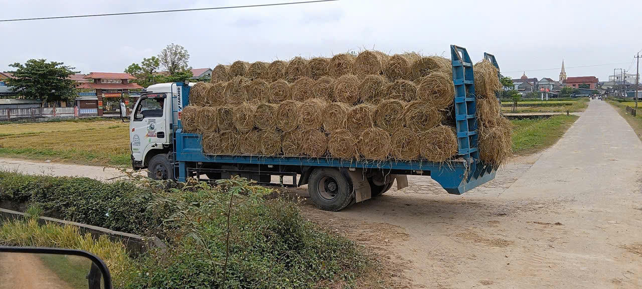 Những chuyến xe chở rơm nối dài từ cánh đồng đến các trang trại chăn nuôi trâu bò.