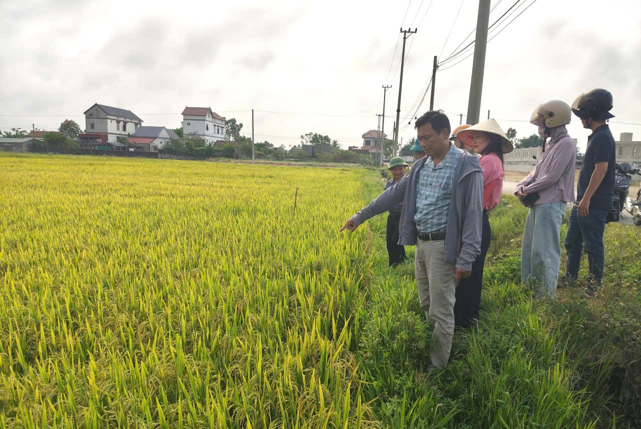 Chủ tịch Hội Nông dân xã Quảng Trạch, ông Nguyễn Ngọc Thành (hàng đầu tiên) nắm tình hình sản xuất lúa, hỗ trợ nông dân trên đồng ruộng.