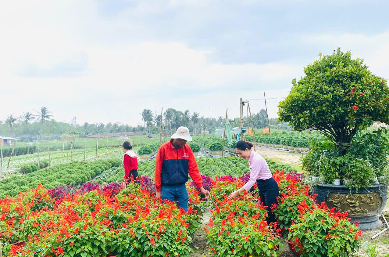 Vốn tín dụng chính sách phủ kín vùng đất ven biển Hoài Nhơn