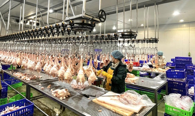 Hà Nội sẽ không để  hệ thống cơ sở giết mổ động vật hoạt động nhỏ lẻ