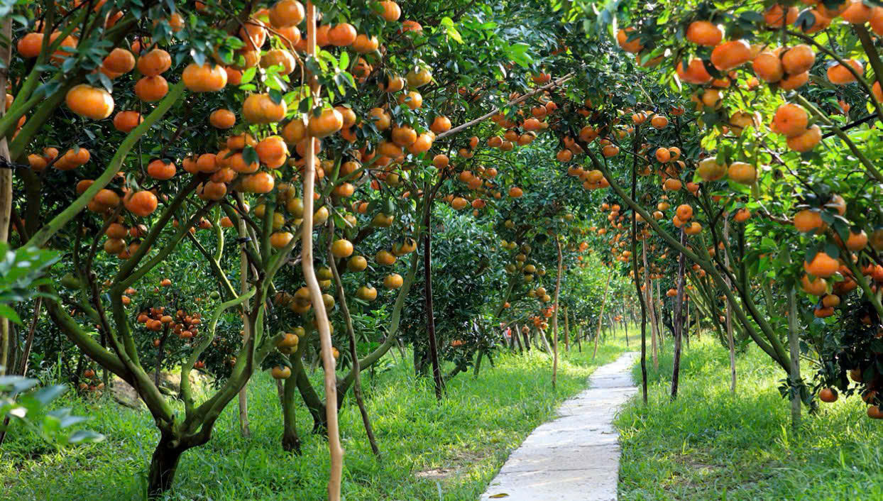 UBND tỉnh Đồng Tháp đang triển khai các bước chuẩn bị tổ chức Lễ hội Trái cây Đồng Tháp lần thứ I năm 2026. (Ảnh: dulich.dongthap.gov.vn)