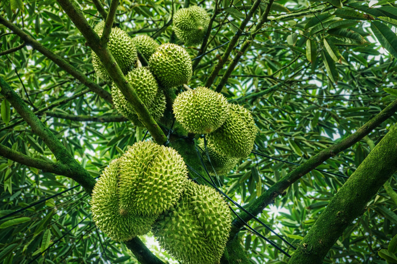 Đồng Tháp kỳ vọng tạo bước đột phá trong định vị thương hiệu trái cây và nông sản địa phương