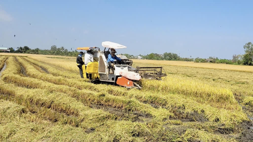Vụ lúa Đông Xuân 2025–2026 đã xuống giống hơn 224.000 ha