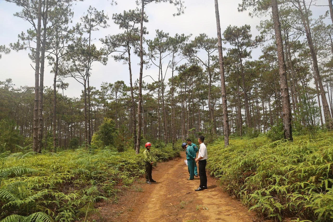 Quảng Ngãi thông qua chủ trương chuyển đổi gần 83ha rừng phục vụ dự án Khu đô thị 6.600 tỉ đồng tại Măng Đen
