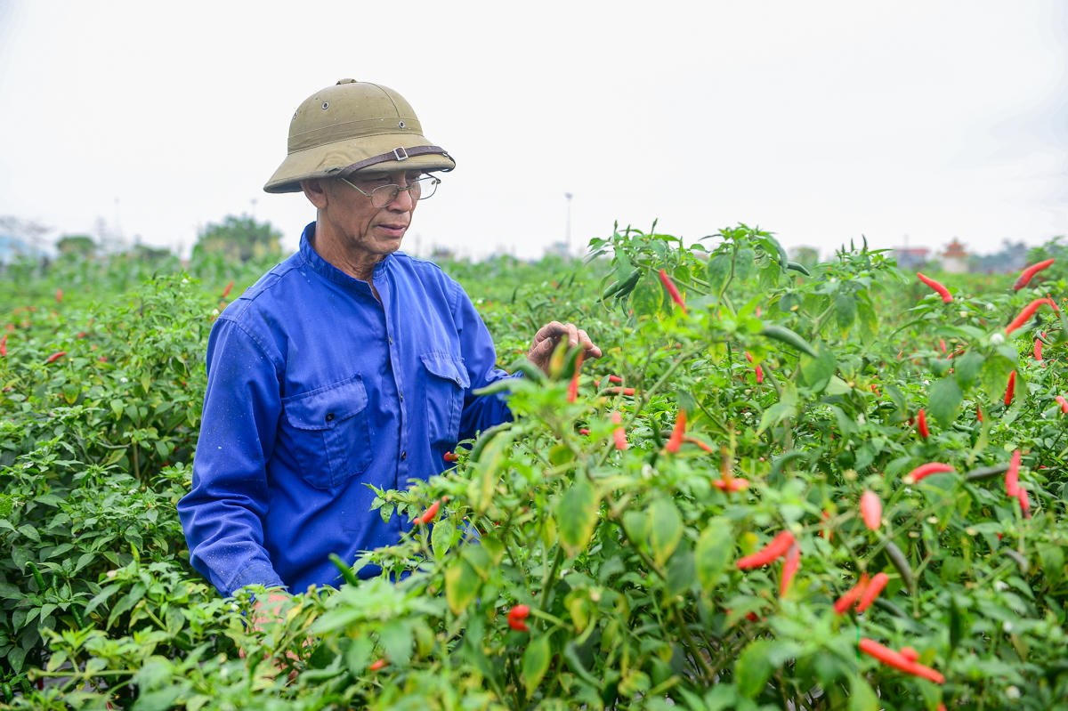 Gia đình ông Mai Thanh Dân cũng trồng 2 sào ớt, nhưng đến chính vụ thì giá ớt lại giảm mạnh.