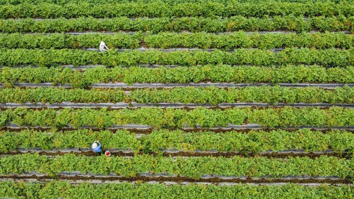 Xã Hoa Lộc là địa phương có diện tích trồng ớt lớn của tỉnh Thanh Hóa.