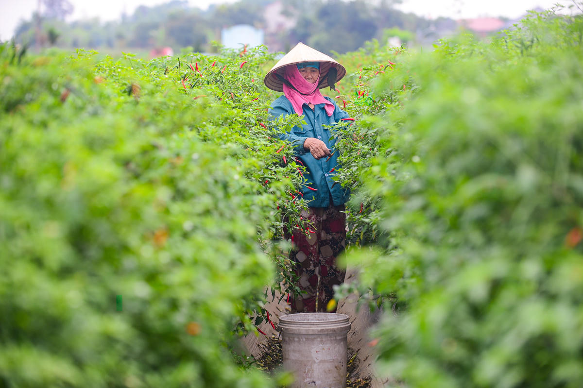 Bà Dung cảm thấy lo lắng vì giá ớt thấp khiến thu không đủ chi.