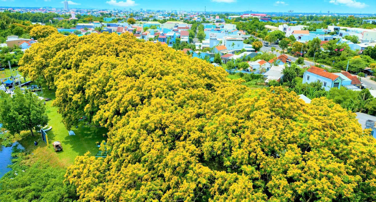 Rộn ràng sắc sưa Hương Trà- Đà Nẵng năm 2026