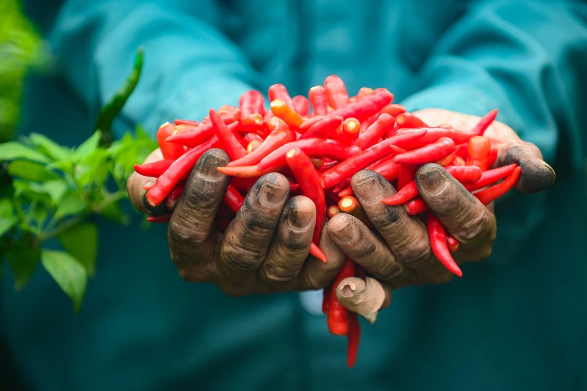 Ớt năm nay chín đỏ, vỏ căng bóng nhưng giá lại quá thấp so với chất lượng.