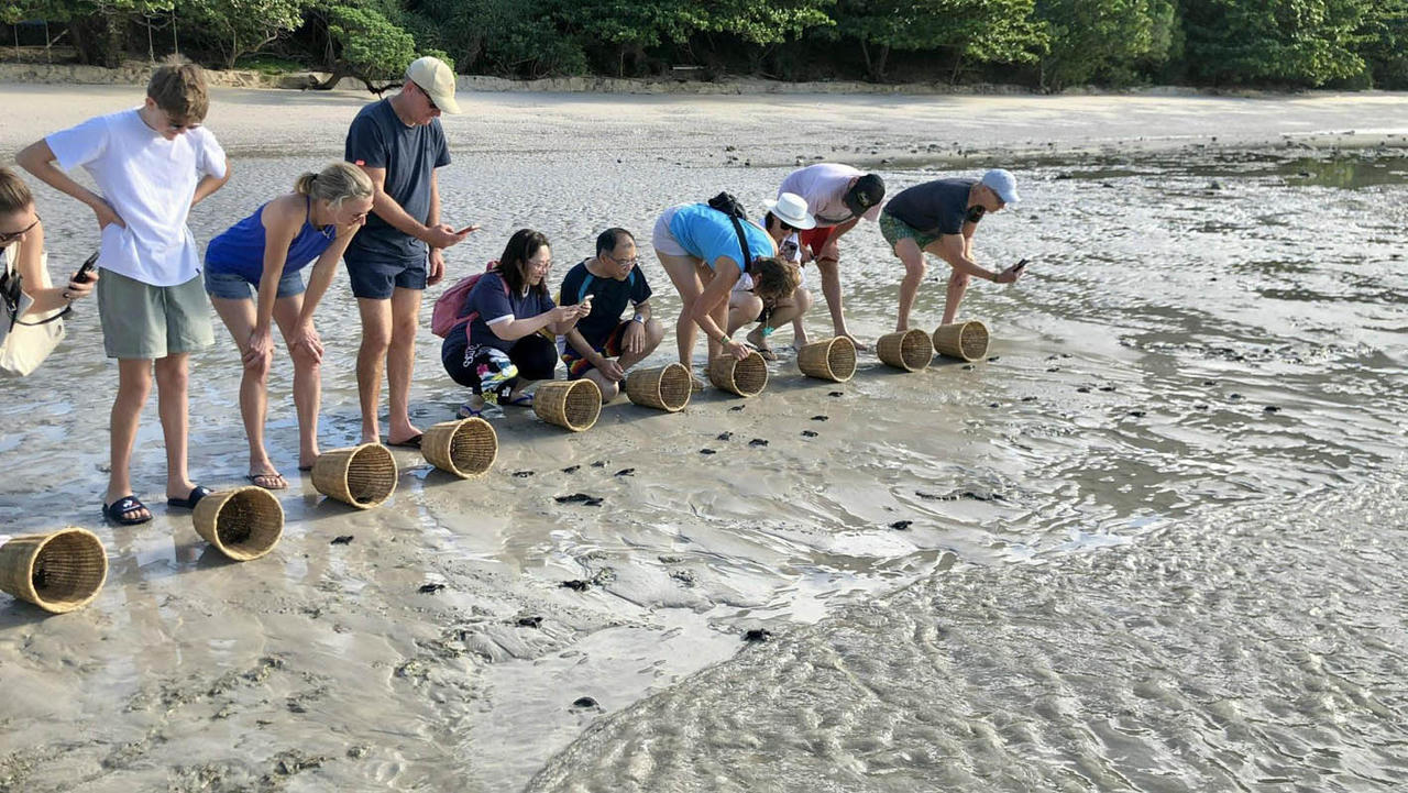 Du khách tham gia thả rùa con về với biển cả ở Côn Đảo. (Nguồn: Vườn Quốc gia Côn Đảo)