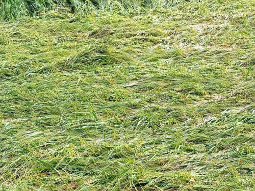 Hơn 5.818ha lúa vụ Xuân đang giai đoạn thu hoạch bị gãy đổ.