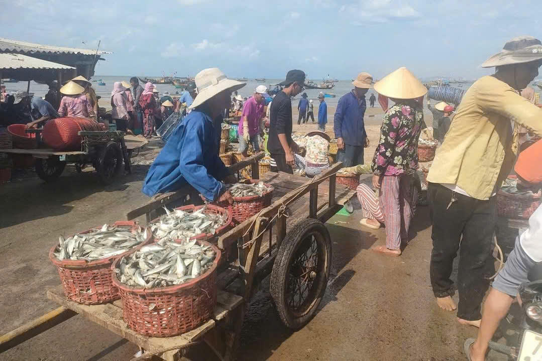 &nbsp;Ngư dân Long Hải trúng mùa cá trích.