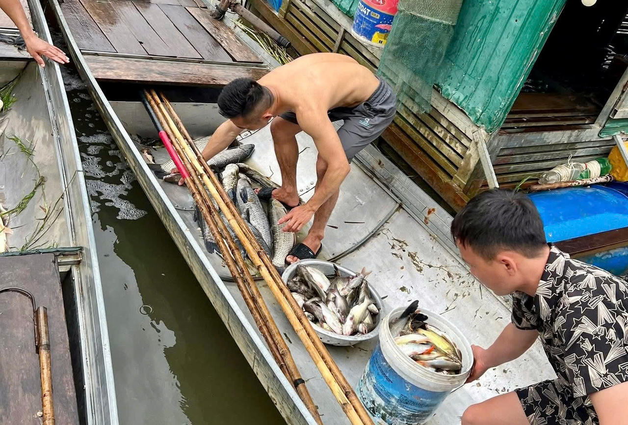 Sau mưa đá, dông lốc, cá lồng bè chết trắng, hơn 3.000ha lúa đổ gãy ở Nghệ An