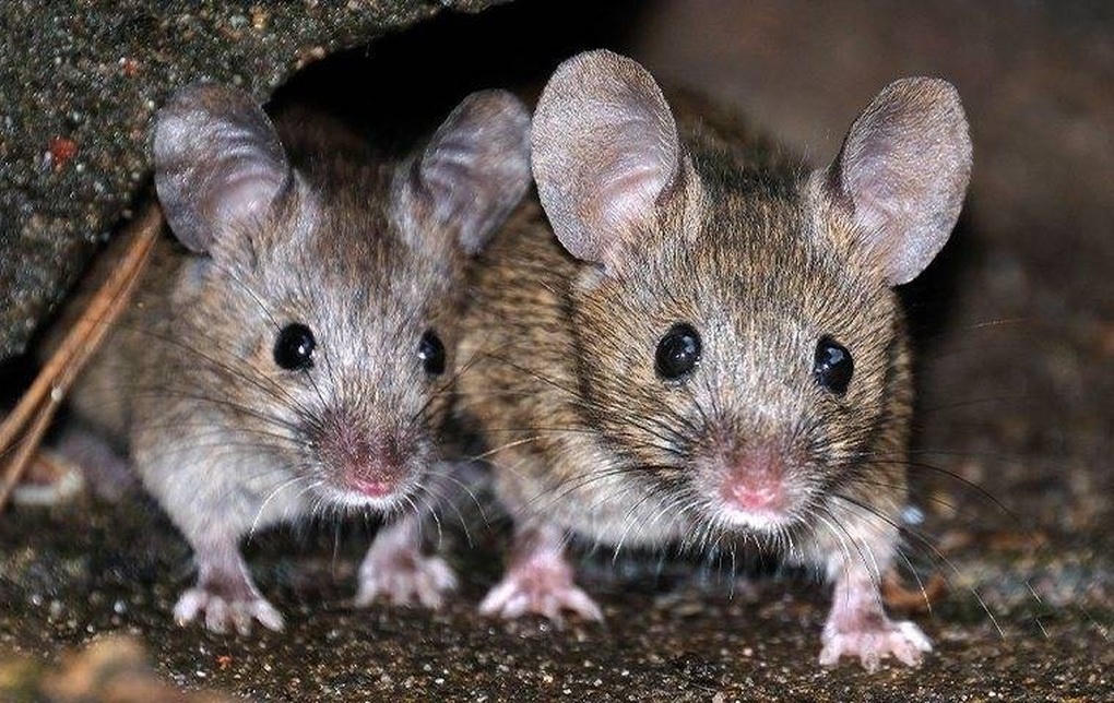 Bùng phát virus lây từ chuột trên du thuyền, 3 người tử vong, nhiều người đổ bệnh
