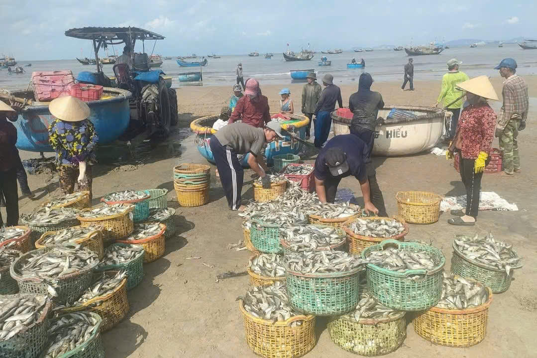 Ngư dân Long Hải trúng mùa cá trích.