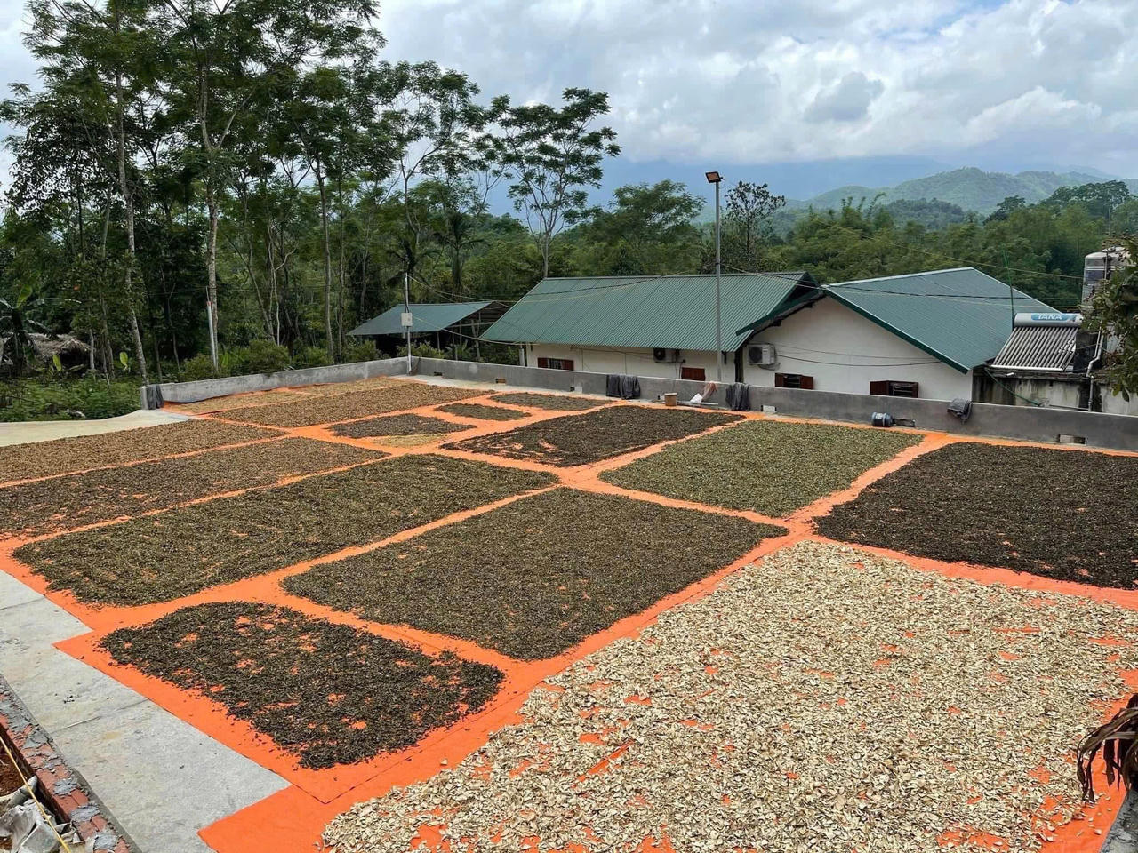 Các loại dược liệu sau khi được làm sạch, sơ chế thì được mang phơi khô bằng ánh nắng tự nhiên. (Ảnh: NVCC)