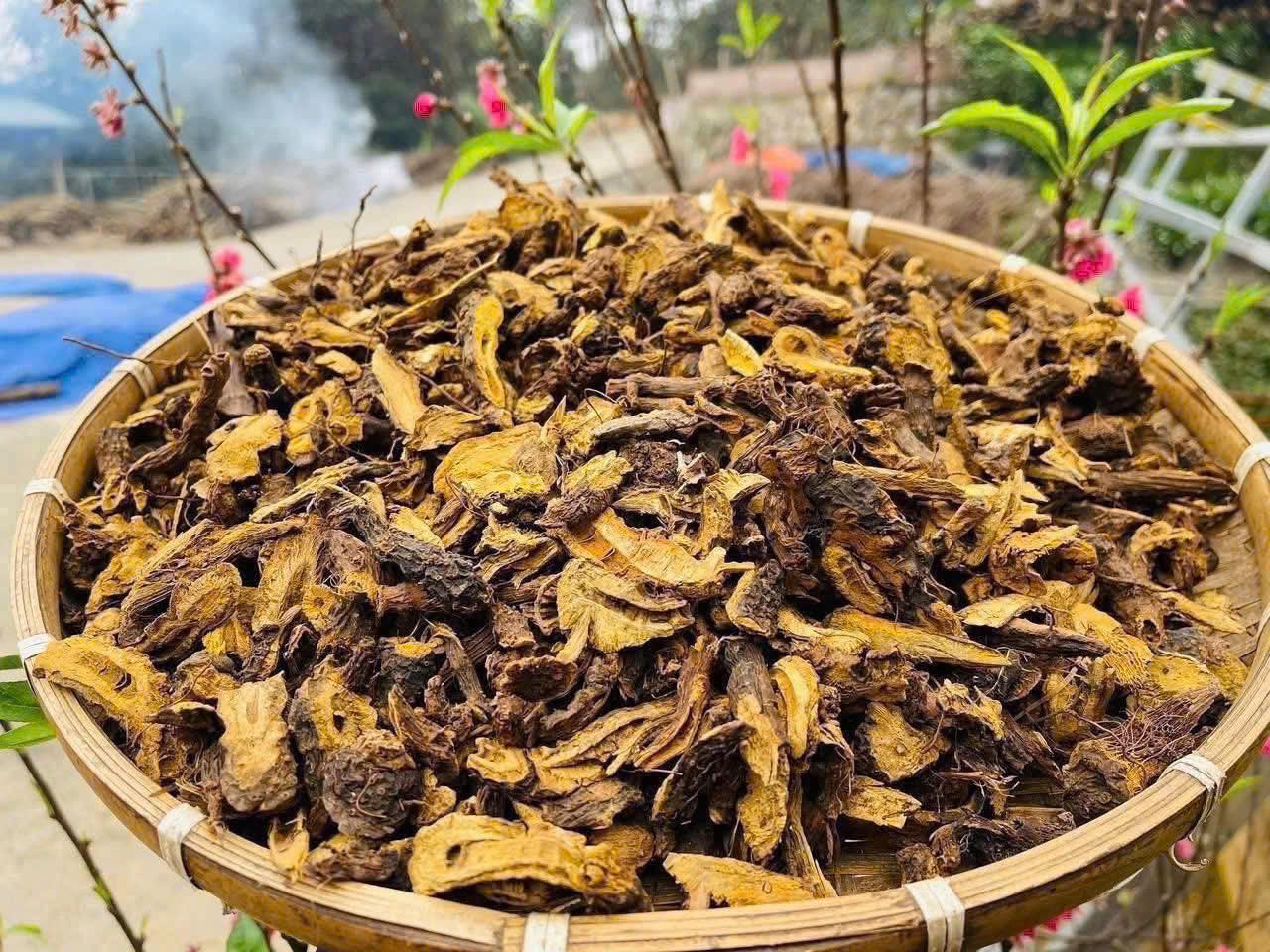 Dược liệu Củ gai được dùng trong các bài thuốc của lương y Thái. (Ảnh: NVCC)