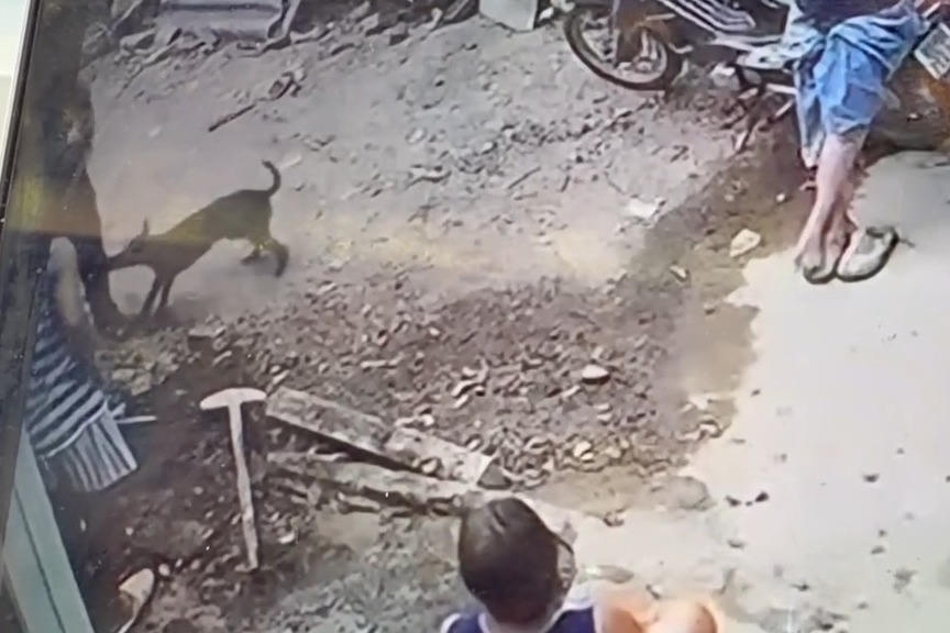 Chó nghi nhiễm bệnh dại cắn 12 người ở Lâm Đồng