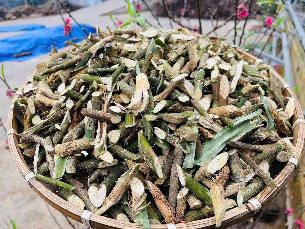 Cây Cơm lênh là một trong trong những dược liệu quý được lương y Thái kết hợp trong các bài thuốc. (Ảnh: NVCC)
