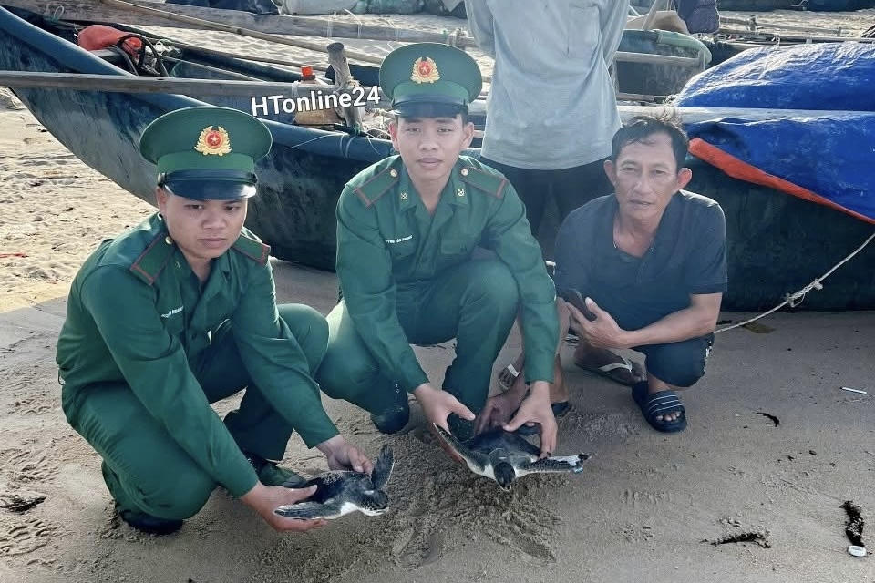 Lực lượng chức năng thả 2 cá thể vích trở lại biển.