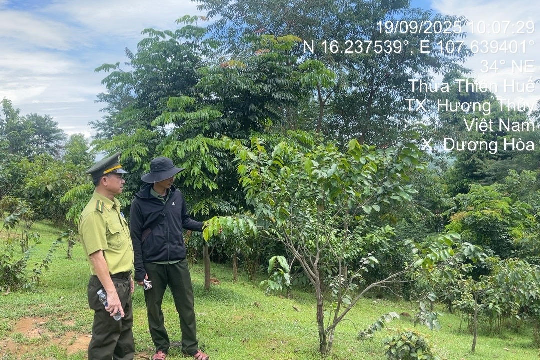 Lý giải 'điểm nghẽn' khiến tiến độ trồng rừng thay thế ở TP Huế chưa đạt một nửa kế hoạch