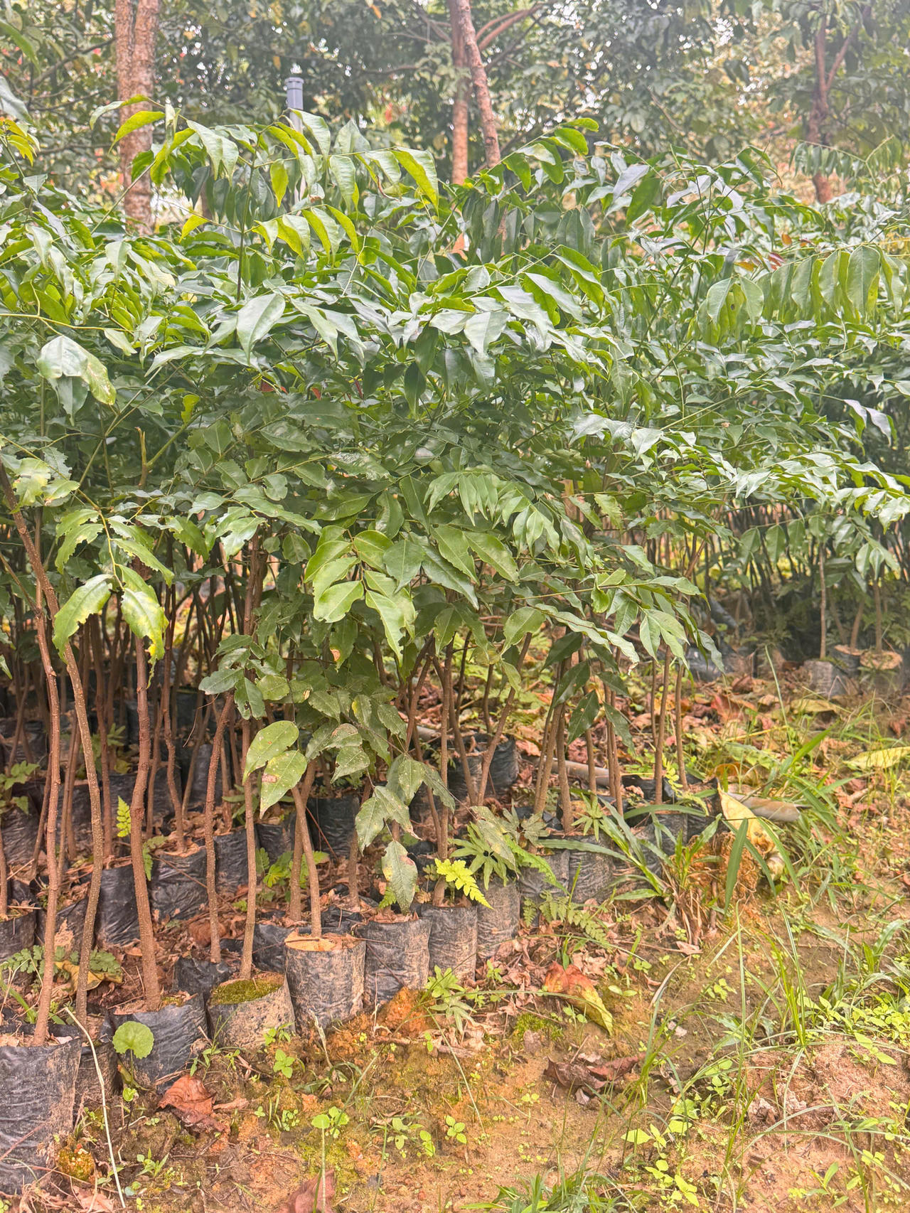 Những bầu cây Lim xanh đạt chuẩn được tuyển lựa kỹ lưỡng sau nhiều lần thẩm định đấu thầu gắt gao, sẵn sàng cho nhiệm vụ phục hồi rừng
