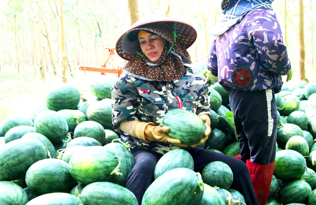 Người phụ nữ Nam Trạch đang thu hoạch dưa hấu, dù được mùa nhưng buồn vì giá cả bấp bênh.
