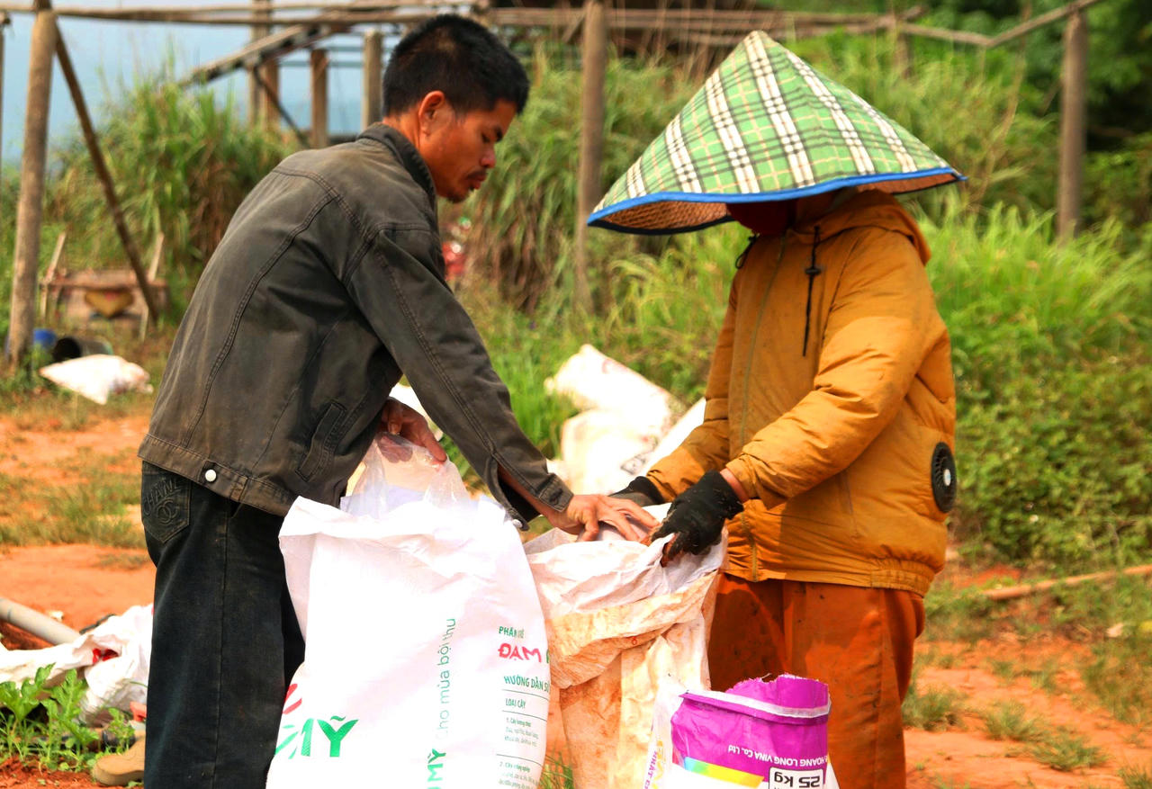 Ông Hoàng Ngọc Thân khẳng định chắc chắn sẽ thua lỗ trong vụ dưa hấu năm nay.