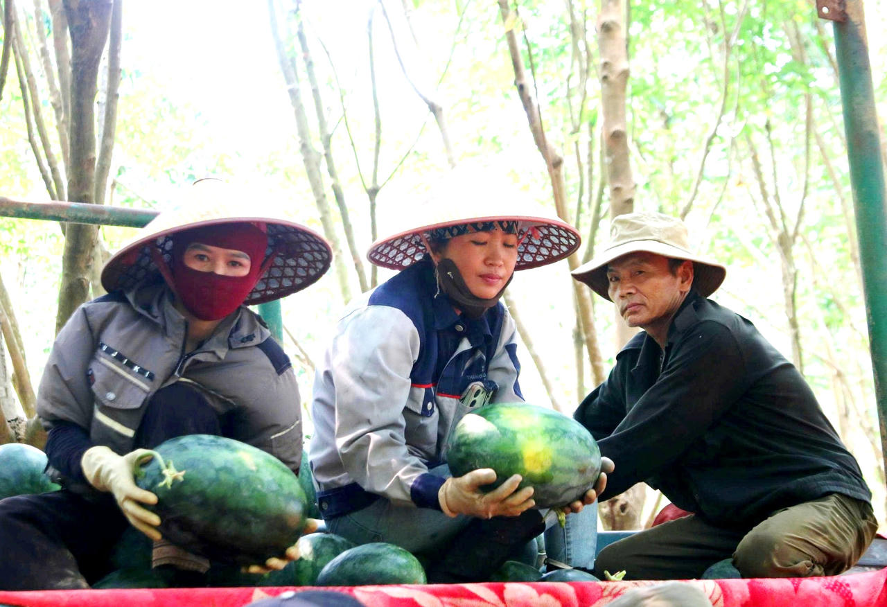 Điệp khúc “được mùa mất giá” liên tiếp lặp lại với người nông dân trồng dưa hấu ở xã Nam Trạch, tỉnh Quảng Trị.