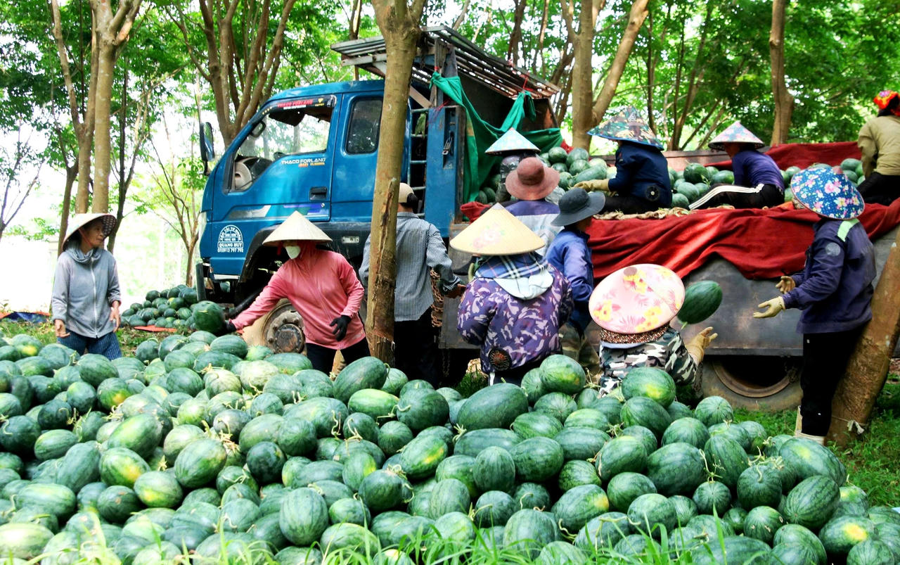 Dù giống dưa ở xã Nam Trạch cho quả to, ngọt, mọng nước nhưng nông dân liên tiếp gánh lỗ vì luôn ở thế bị động trong thị trường tiêu thụ.