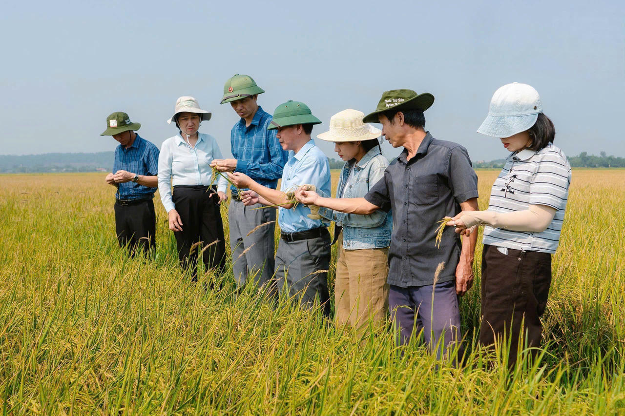 Ông Phan Ngọc Đồng - Phó Giám đốc Trung tâm Khuyến nông tỉnh Quảng Trị (thứ 4 từ trái sang) cùng cán bộ kỹ thuật và người dân kiểm tra mô hình sản xuất lúa trên đồng ruộng.
